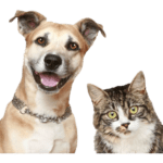 Pets